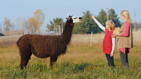 Mom-And-Daughter-Feed-Black-Alpaca-In-The-Park-Active-Woman-With-A-Child-On-A-Walk