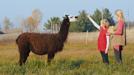 mom and daughter feed black alpaca in the park active woman with a child on a walk