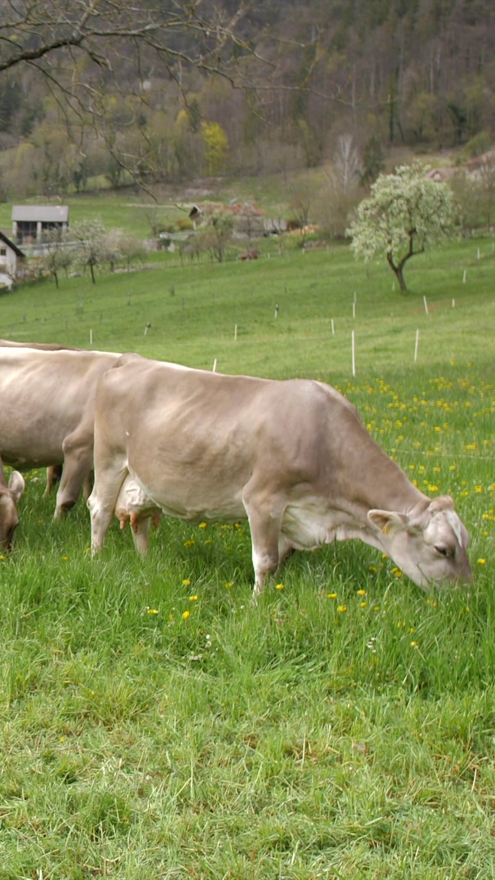 Cows grazing in field, village in background, spring time, vertical wide static shot