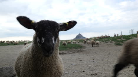 The-Mont-Saint-Michel-vista-is-a-postcard-worthy-scene,-with-sheep-adding-charm