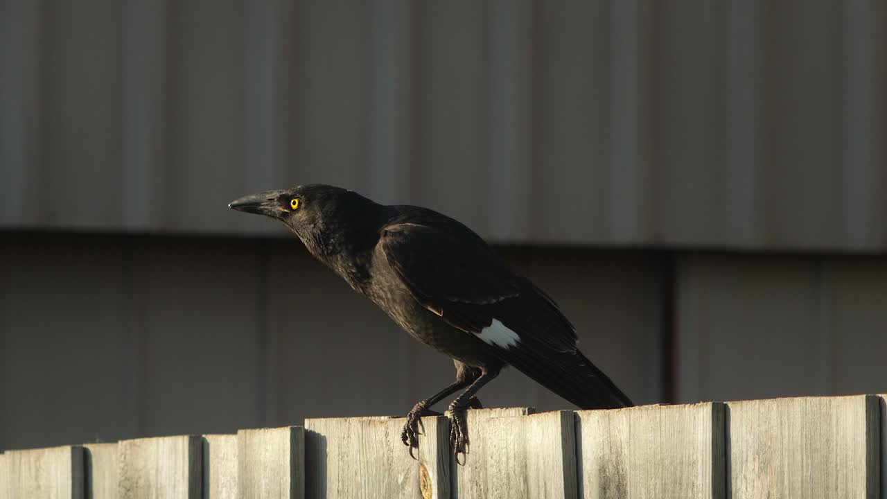 Pied Currawong Perched On Woodedn Fence Then Flies Away Close Up, Golden Hour Sunset, Maffra, Gippsland, Victoria, Australia