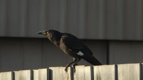 pied currawong perched on woodedn fence then flies away close up, golden hour sunset, maffra, gippsland, victoria, australia