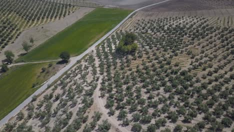 Vista-Aérea-De-Una-Carretera-En-El-Campo-Español-Rodeada-De-Campos-De-Olivos