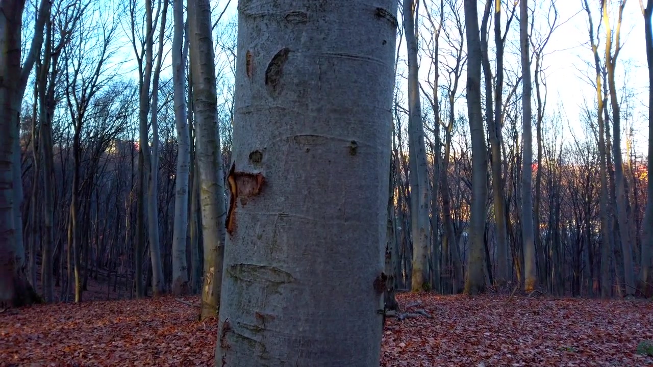 Alberi e fogliame caduto nella foresta invernale