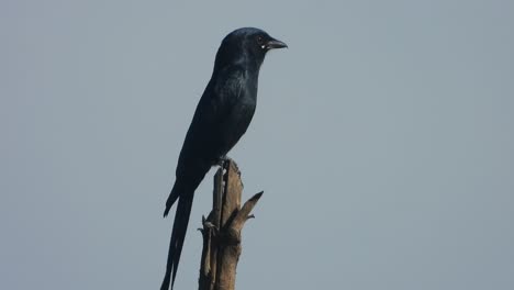 Schwarzer-Drongo-Wartet-Auf-Beten