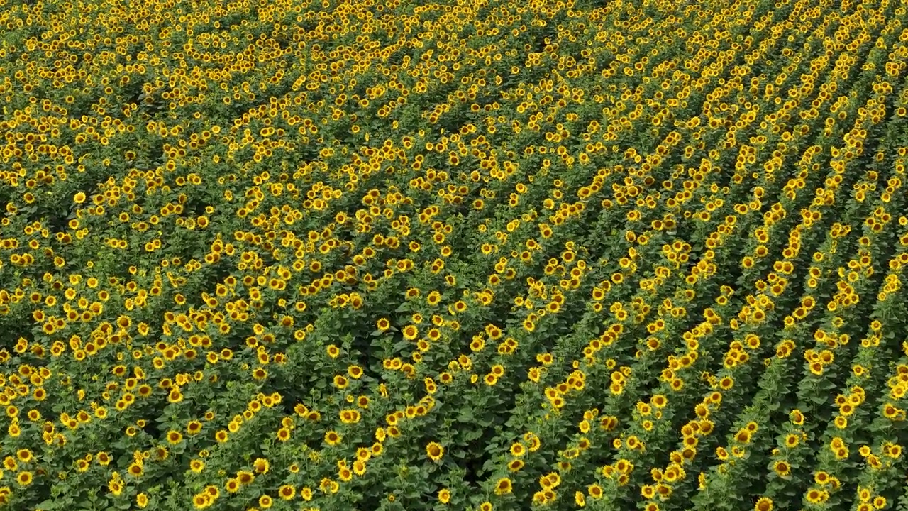 Una vasta prospettiva aerea mostra migliaia di girasoli che crescono in precise file geometriche attraverso una vasta e soleggiata fattoria agricola.