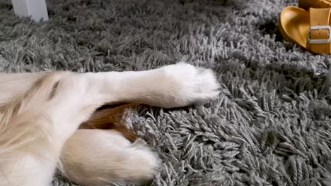 cute twitching paws of a dreaming golden retriever - close up