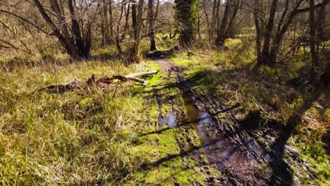 Floating-through-a-muddy,-swampy-part-of-a-beautiful-forest-trail