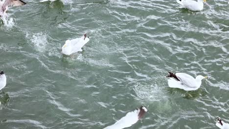 seagulls flying and swimming in the water