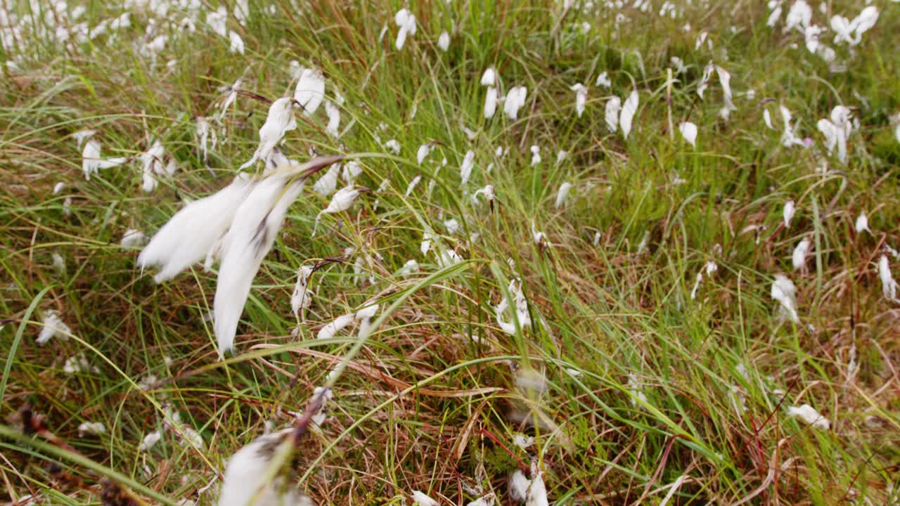 습지 에서 잔디 와 허스 사이 에 있는 습지 면화 식물 의 매크로  ⁇