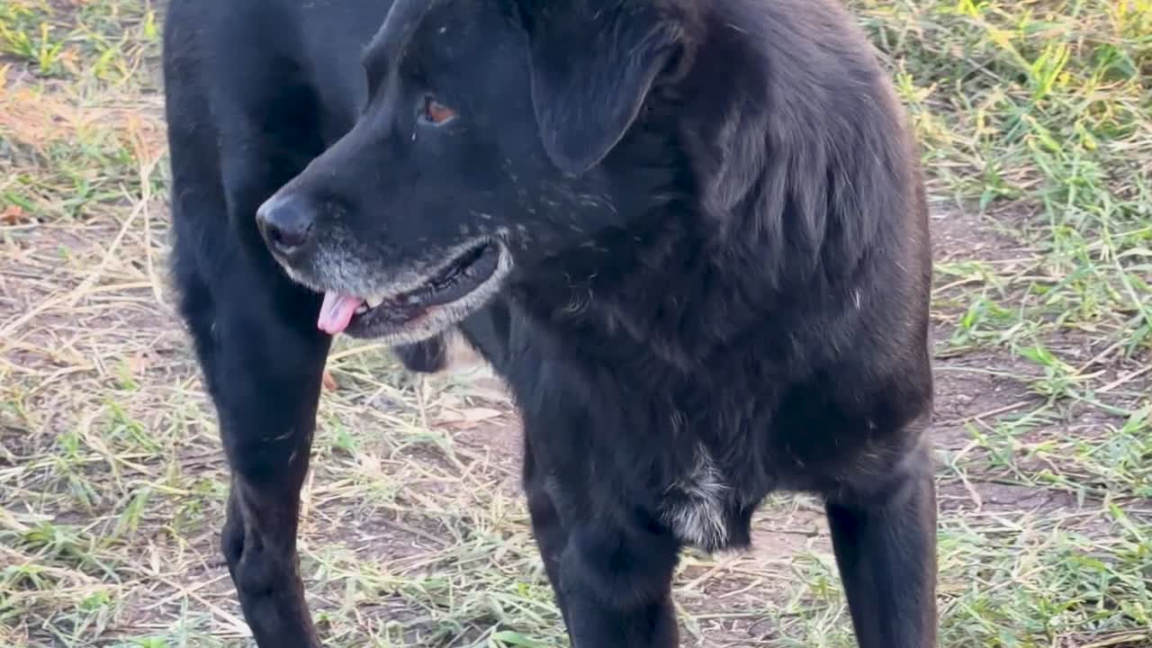 Ein schwarzer Streunerhund läuft während der goldenen Stunde mit heraushängender Zunge über ein grasbewachsenes Feld