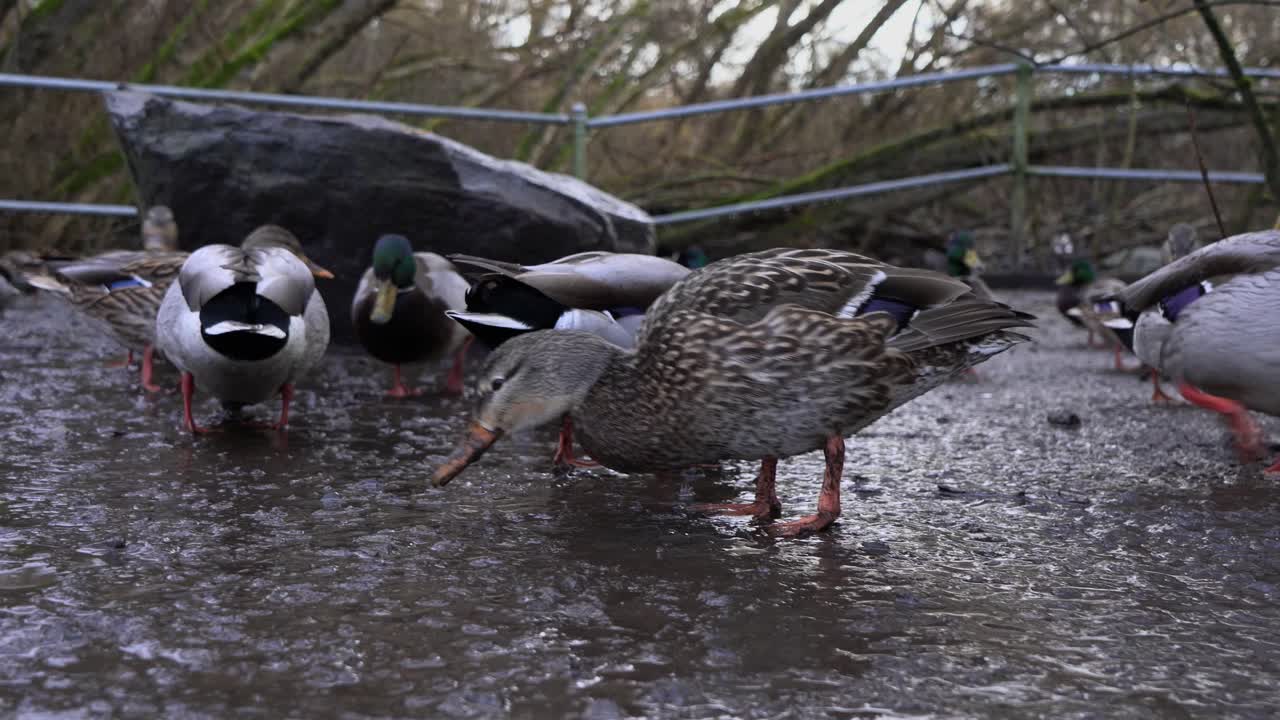 close up of female mallard duck eating in the mud