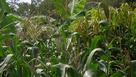 tallos de maíz con borlas en campos agrícolas cultivados, cultivo de maíz ecológico