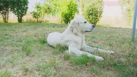 white dog laying in the grass int the backyard