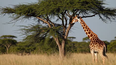 giraffe in african savanna