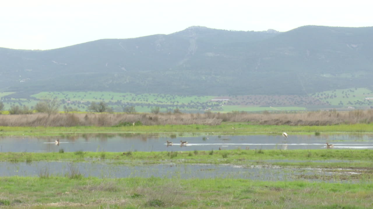 Birds in a Wetland Landscape