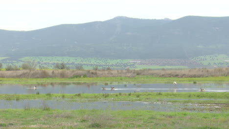 birds in a wetland landscape
