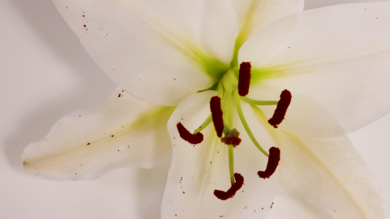A white lily flower spins gracefully against a plain backdrop, highlighting its delicate petals and vibrant stamens