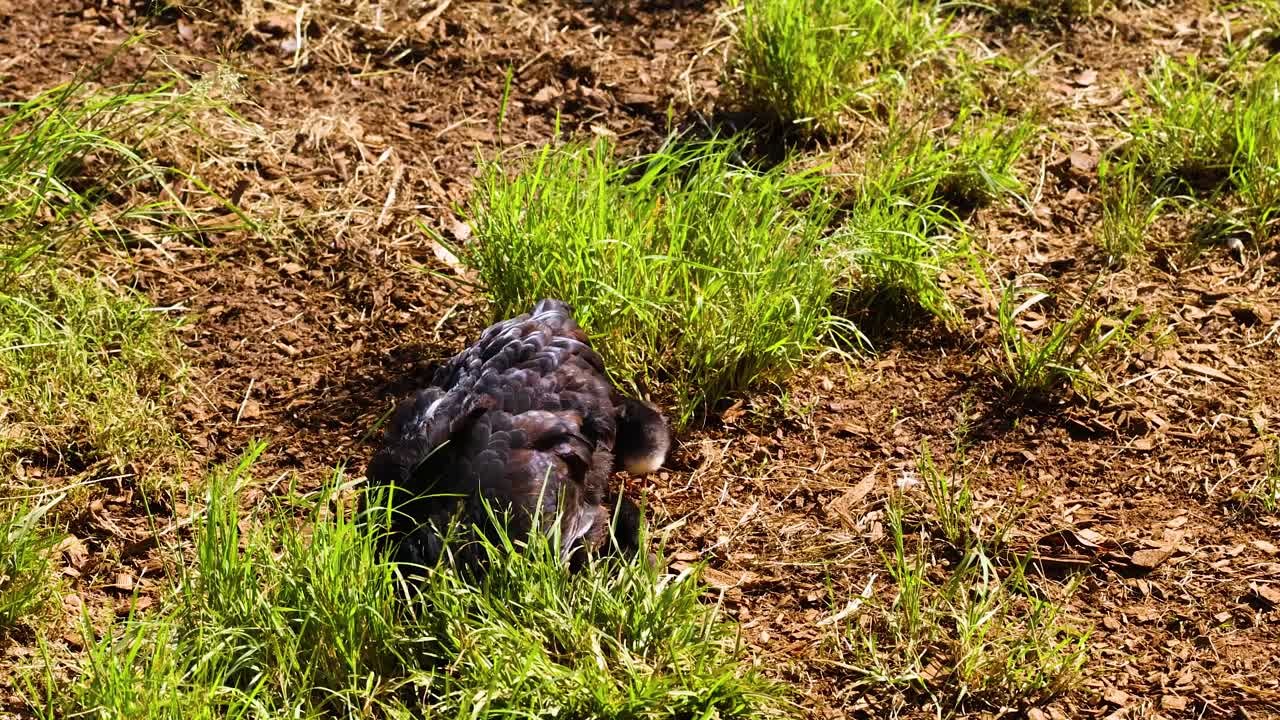 A chicken enjoys a dust bath on a sunny day in Byron Bay, showcasing natural behavior in a farm setting