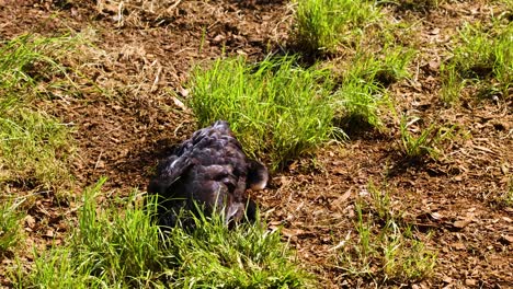 a chicken enjoys a dust bath on a sunny day in byron bay, showcasing natural behavior in a farm setting