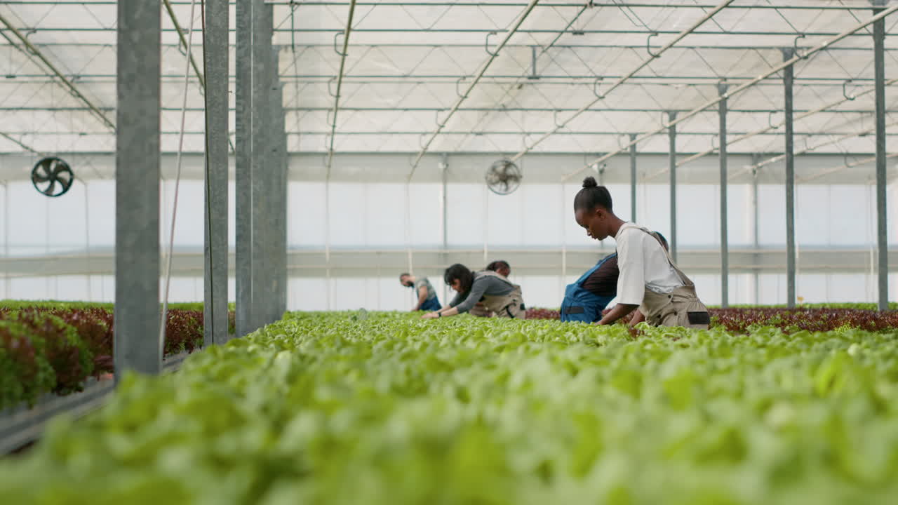 Workers Harvesting Lettuce in a Greenhouse