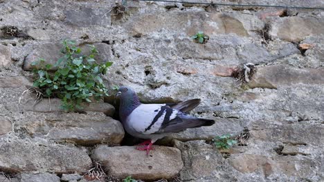 pigeon interacting with a stone wall