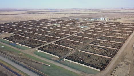 the many pens of a cattle feedlot