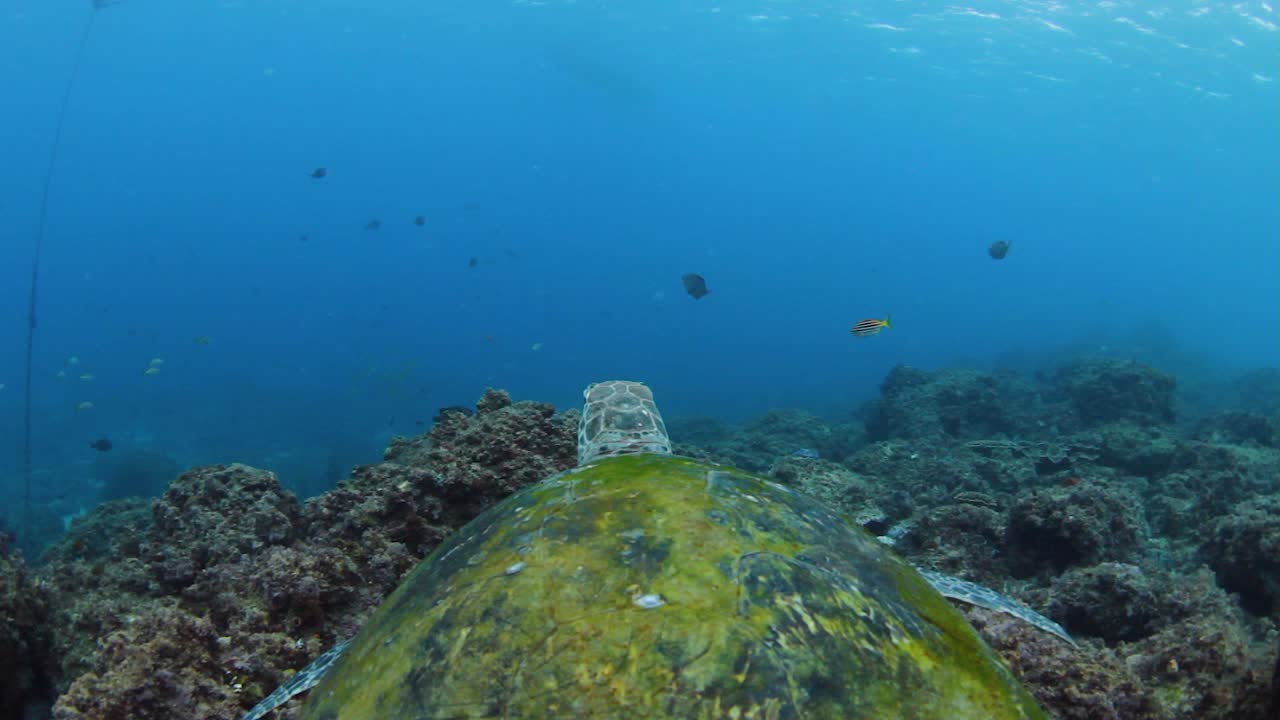 un video de punto de vista de una tortuga marina verde que nada casualmente en el océano mientras un buzo la filma