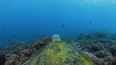 a point of view video of a green sea turtle casually swimming in the ocean while being filmed by a scuba diver