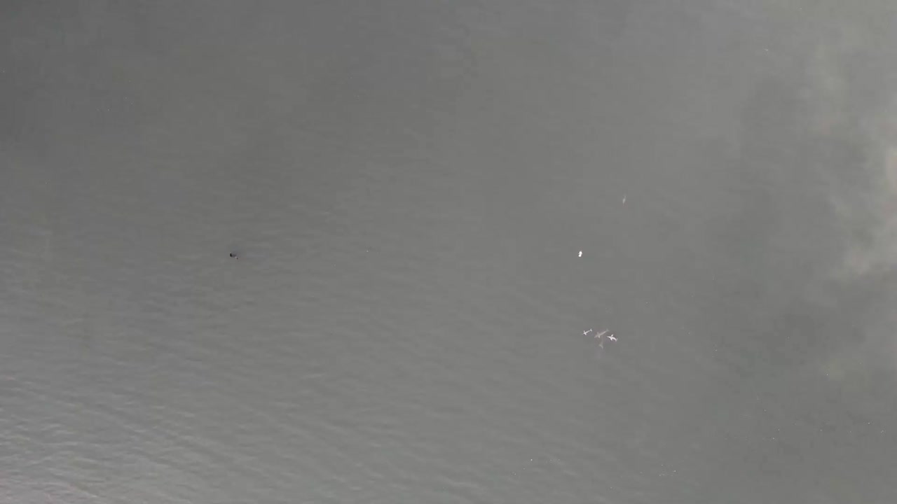 steady cenital shot of beautiful river dolphins slowly swimming free in the water in The Balbina Dam in Brazil's Amazon Rainforest