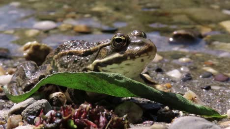 European-common-frog-hiding-behing-a-green-leaf-on-a-coast-of-a-lake