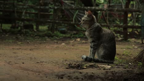 tabby cat sitting that gets scared and leaves