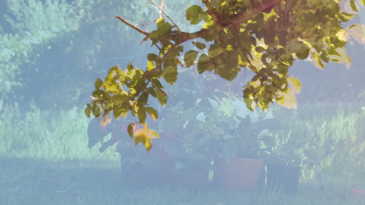 Sunlight filtering through tree leaves creating animation over garden plants