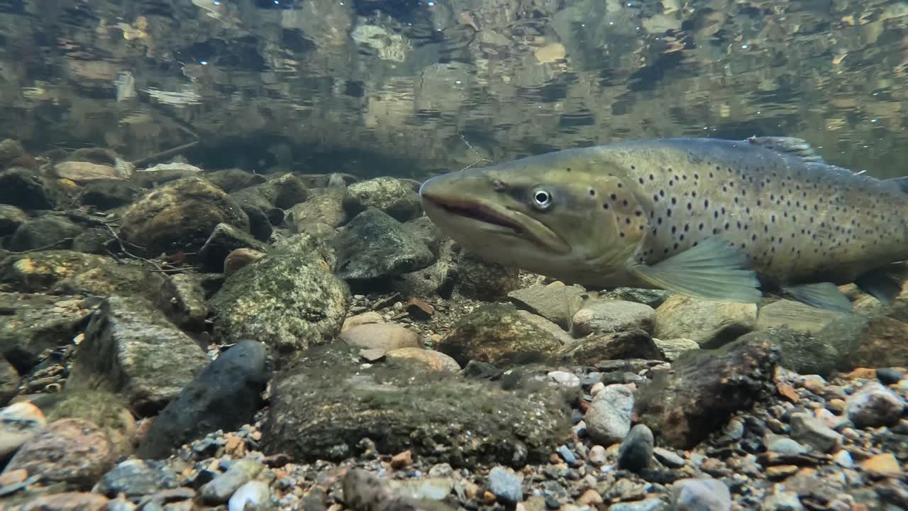 Underwater view of sea trout in crystal clear Granvin River. Head centered, body extends across frame. Fish turns and swims left beneath surface during spawning season.