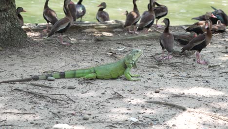 gran iguana verde rodeada de patos cerca del estanque