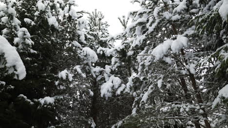 mochilero en la nieve