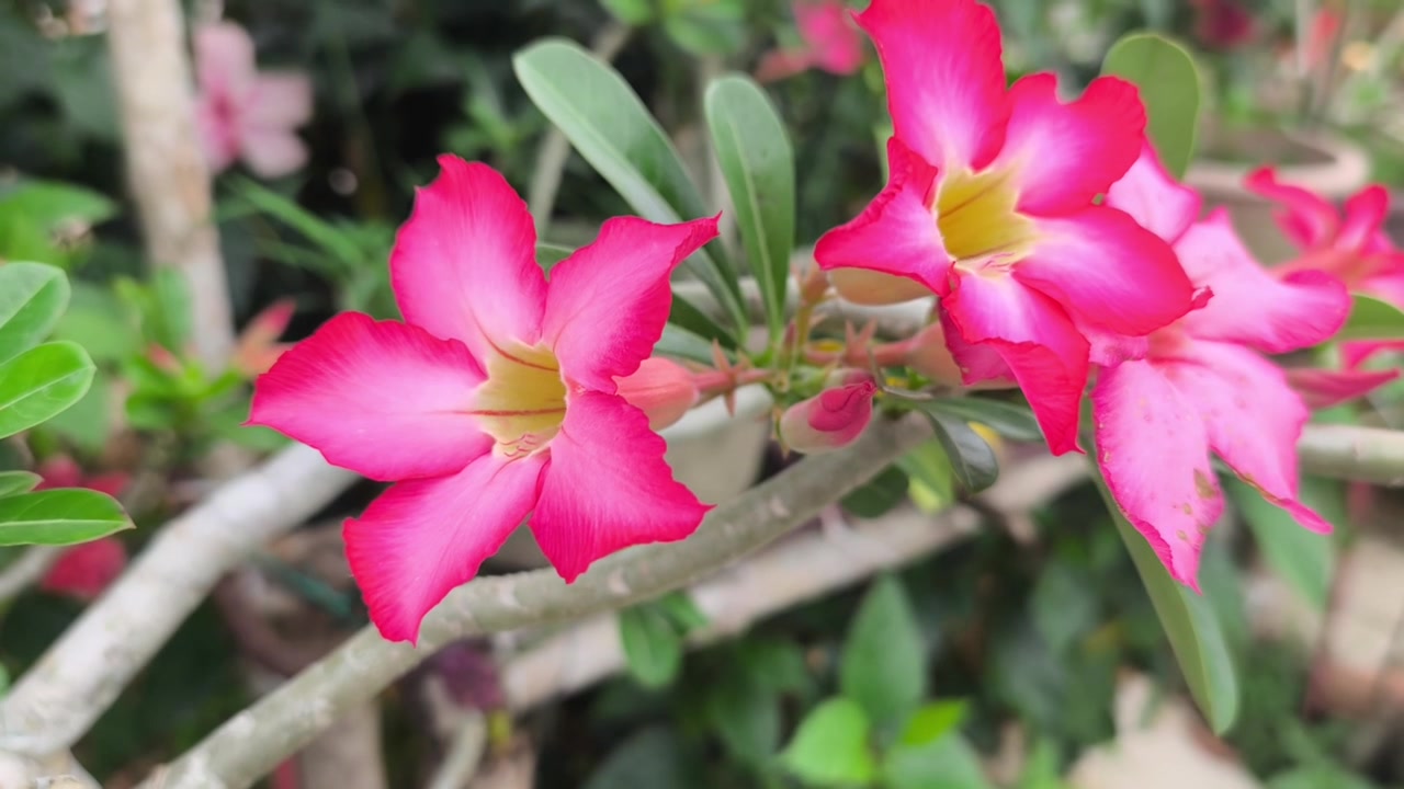 Una pianta di Rosa del Deserto o Adenium Obesum cresce rigogliosa e fiorisce completamente. Questi splendidi fiori mostrano un sorprendente mix di rosso vibrante e bianco tenue. I fiori sani creano una bella, naturale