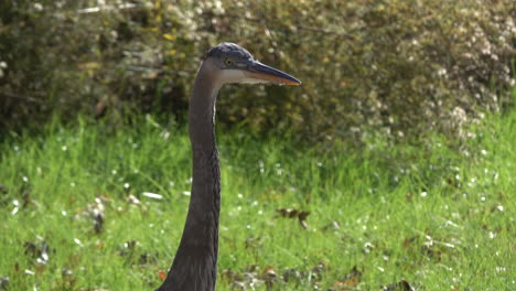 medium shot of great blue heron