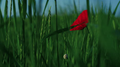 Closeup-red-poppy-blooming-with-snail-green-grass-field.-Single-papaver-growing