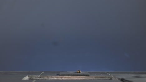 bronze sculpture display