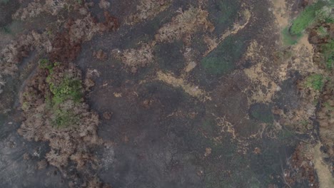 Toma-Aérea-De-Un-Bosque-Quemado-En-Pantanal,-Ceniza-Negra