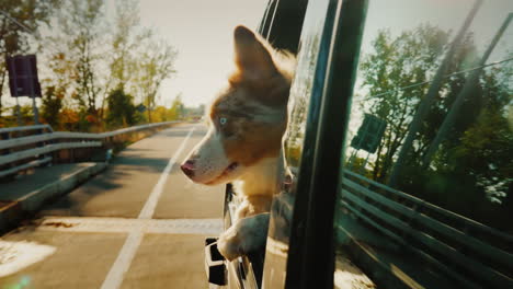 dog looking out of a car window