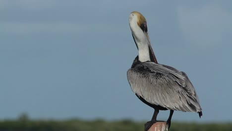 aves largasrtos 14