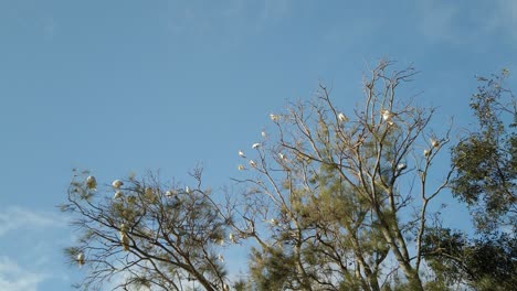 Inclinando-Hacia-Abajo-Bandada-De-Cacatúas-Blancas-Con-Cresta-De-Azufre-Salvaje-En-La-Rama-Del-árbol