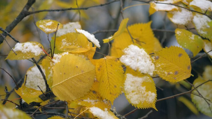 First snow on dry yellow leaves of the tree Autumn scene