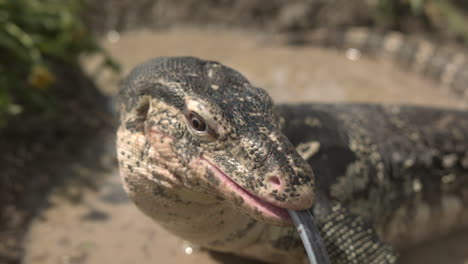 Lagarto-Monitor-De-Agua-Cara-En-Cámara-Lenta-En-El-Agua