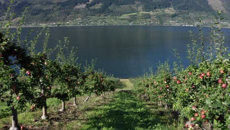 huerto appletree granjas cuesta abajo en hardangerfjord noruega - entre carriles de manzanos con manzanas rojas crujientes