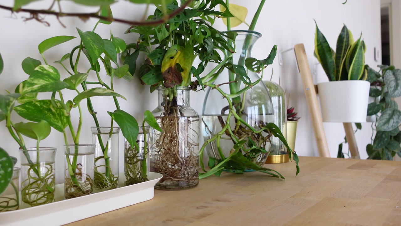 Green Houseplants Growing Roots in Water on a Wooden Surface