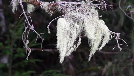 old man's beard lichen grows from conifer tree, blowing in breeze