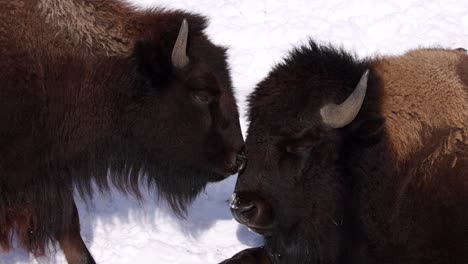 Bisons-Sind-Im-Kalten-Winter-In-Der-Nähe